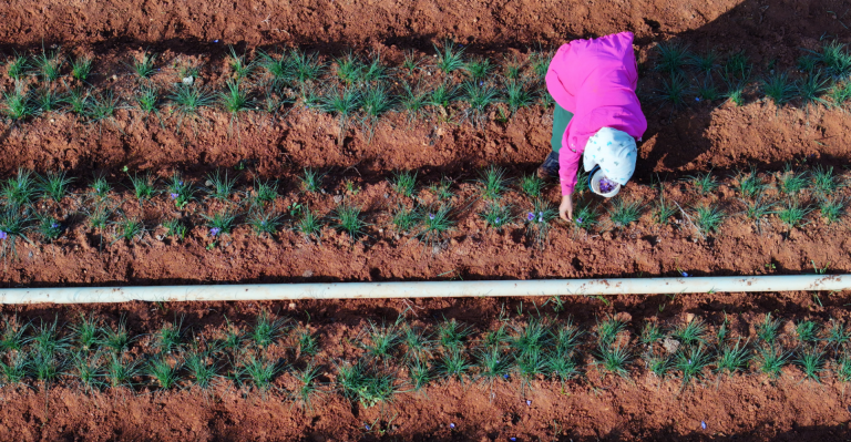 Reviving Syria’s farms: New plan for meals safety