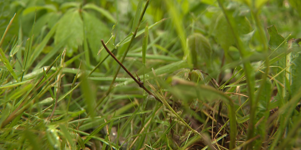 Ohio Well being Division advises warning round ticks, mosquitoes