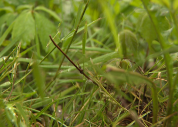 Ohio Well being Division advises warning round ticks, mosquitoes