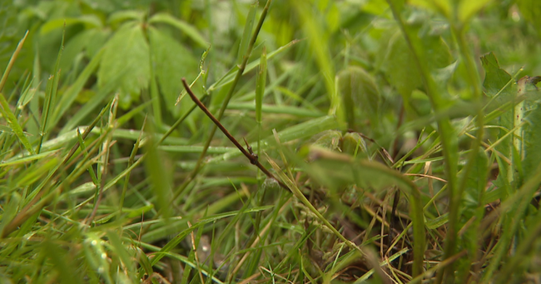 Ohio Well being Division advises warning round ticks, mosquitoes