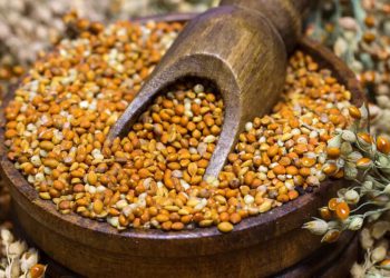 Millets aren’t any trendy fad: Bronze Age people consumed this gluten-free grain, right here’s why |