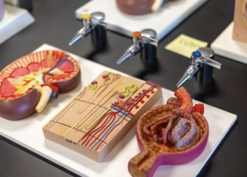 ASU analysis research kidney transplants and their availability / Public Information Service