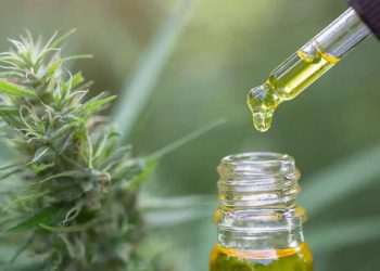 What’s CBD oil: Know its well being advantages, makes use of, and scientific backing behind the cannabinoid development |
