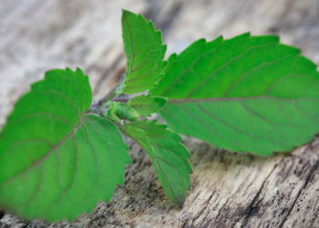 Consuming three leaves of Tulsi plant can cut back cortisol ranges in simply 40 minutes