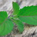 Consuming three leaves of Tulsi plant can cut back cortisol ranges in simply 40 minutes