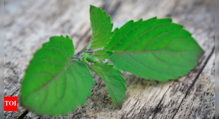 Consuming three leaves of Tulsi plant can cut back cortisol ranges in simply 40 minutes