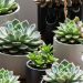 eight Eternally Vegetation: Succulents That Outlive Developments – Zee Information