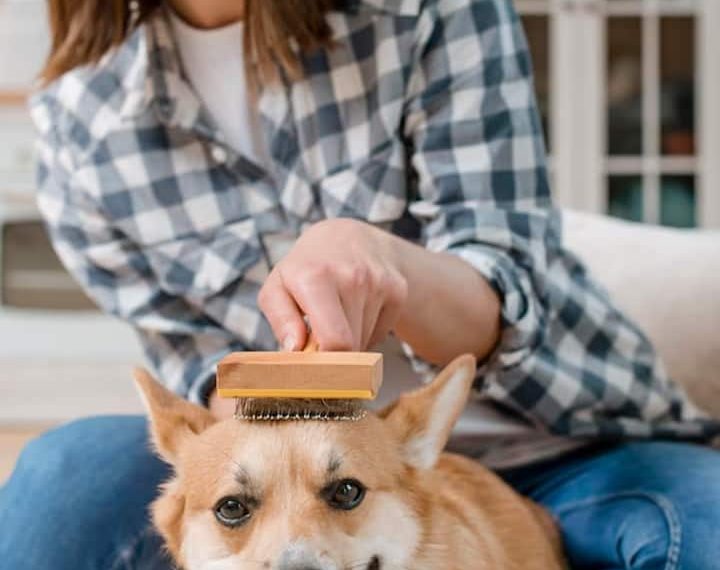 10 Finest Canine Breeds With Much less Hair Fall