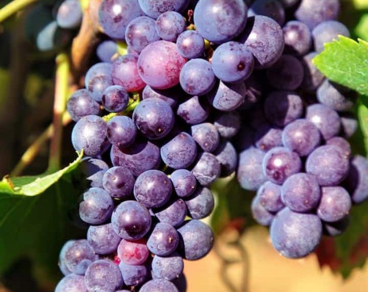 9 Well being Advantages Of Consuming Grapes Each Day