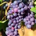 9 Well being Advantages Of Consuming Grapes Each Day