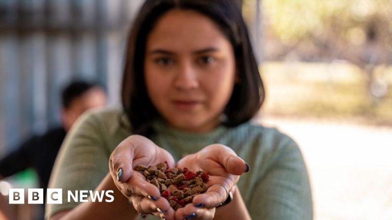 Honduras scheme turning cooking oil into cleaning soap and pet food