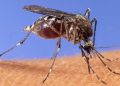 Well being officers verify West Nile Virus present in Clark County | Native Information