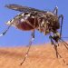 Well being officers verify West Nile Virus present in Clark County | Native Information
