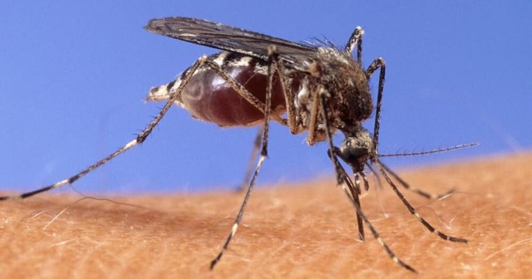 Well being officers verify West Nile Virus present in Clark County | Native Information