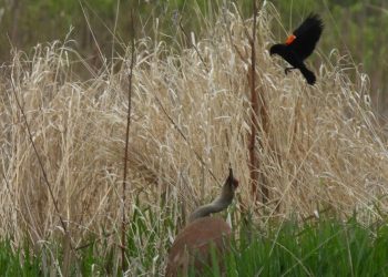 Pure Connections: Child meals | APG State Information