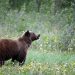 Bear euthanized at Eielson after changing into food-conditioned, officers say | Native Information