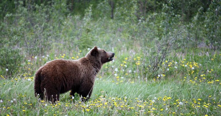 Bear euthanized at Eielson after changing into food-conditioned, officers say | Native Information