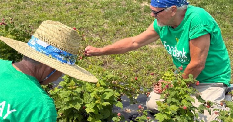 The Meals Financial institution of Delaware is looking for volunteers to fight meals insecurity | Information