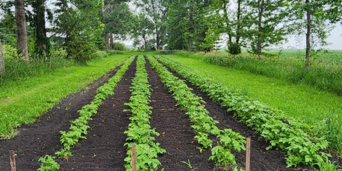 Native gardener donates 1,000+ kilos of produce to Le Sueur Meals Shelf – southernminn.com
