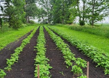 Native gardener donates 1,000+ kilos of produce to Le Sueur Meals Shelf – southernminn.com