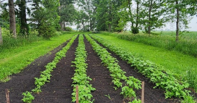 Native gardener donates 1,000+ kilos of produce to Le Sueur Meals Shelf – southernminn.com