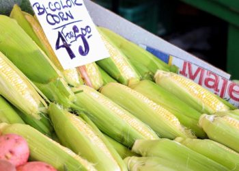 Farm Bureau report: Iowa customers fear about government-caused will increase in meals prices | Information