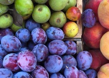 Farm Bureau report: Iowa customers fear about government-caused will increase in meals prices – KGAN