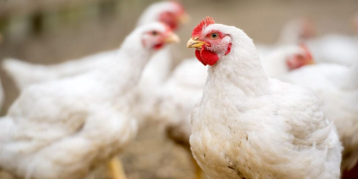 2 Sisters Meals Group sells three way partnership to Boparan Personal Workplace