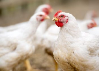 2 Sisters Meals Group sells three way partnership to Boparan Personal Workplace