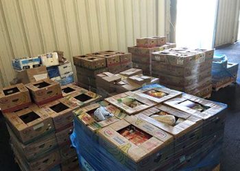 Evergreen State Honest Meals Drive is again