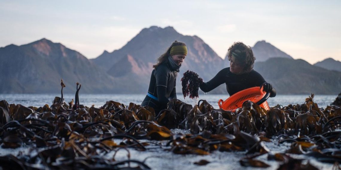 New Examine Goals to Put Arctic Meals on the World Menu