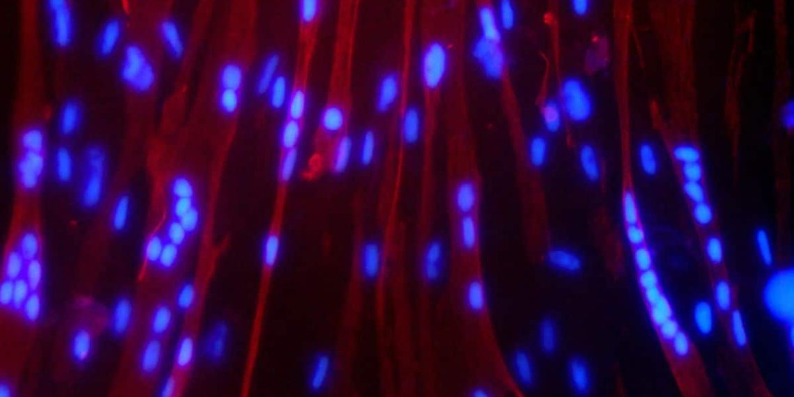 NASA-ERO Launch Widespread Experiments of House Biology on Axiom Mission four