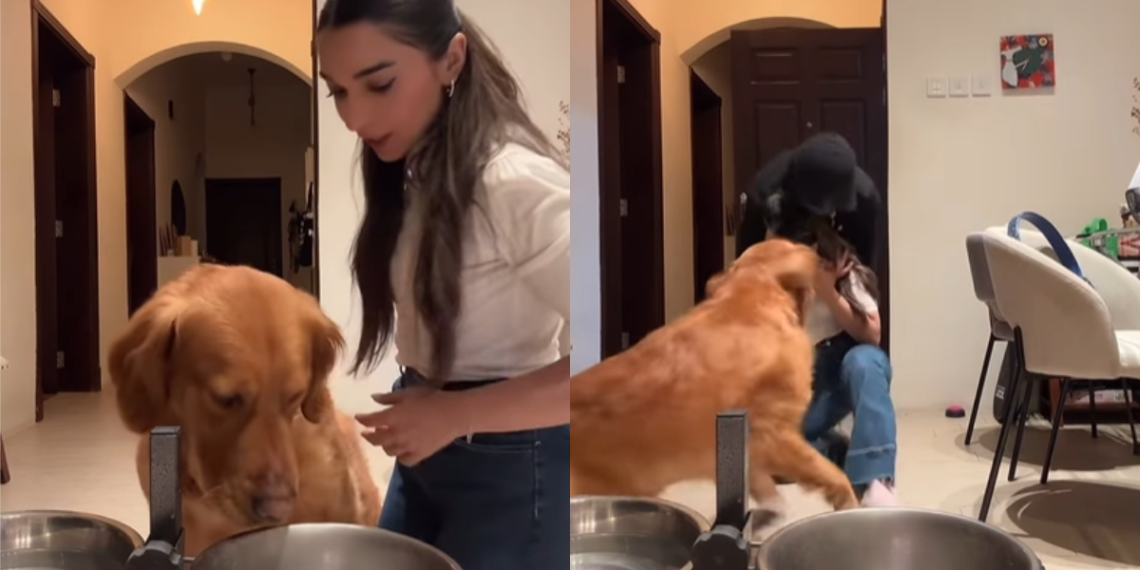 Video: Canine Leaves Meals Behind To Shield Mother From ‘Intruder’