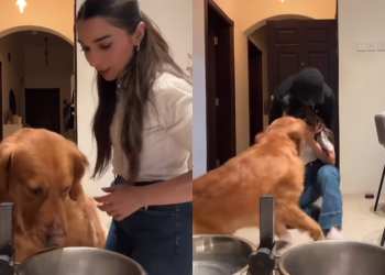 Video: Canine Leaves Meals Behind To Shield Mother From ‘Intruder’