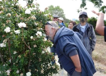 Strolling with all 5 senses can enhance well being for individuals with disabilities – The Mercury Information