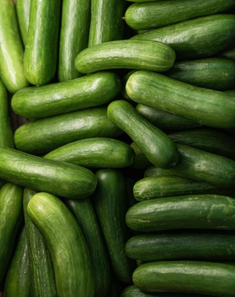 Salmonella Contamination Forces Salsa and Further Cucumber Recollects