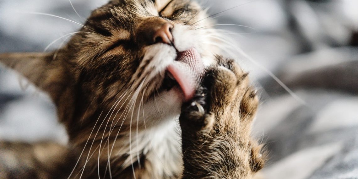 Former Barn Cat Embraces Residence Life Ready for Mother’s Morning Chilly Foam in Candy Routine