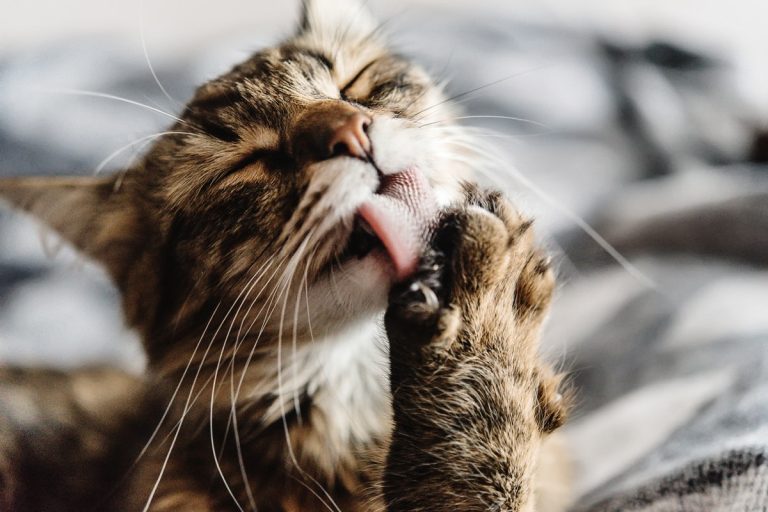 Former Barn Cat Embraces Residence Life Ready for Mother’s Morning Chilly Foam in Candy Routine