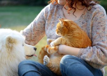 The info is in: Caring for a pet is sweet in your well being