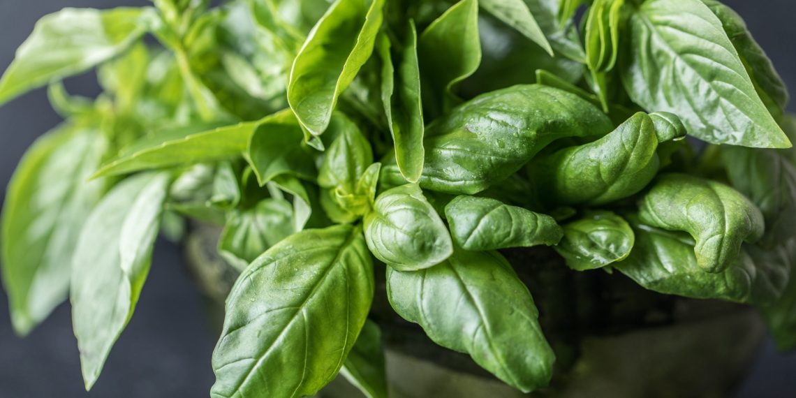 Spices and herbs: A wholesome taste enhance – Indianapolis Information | Indiana Climate | Indiana Visitors