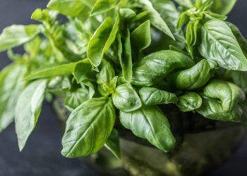 Spices and herbs: A wholesome taste enhance – Indianapolis Information | Indiana Climate | Indiana Visitors