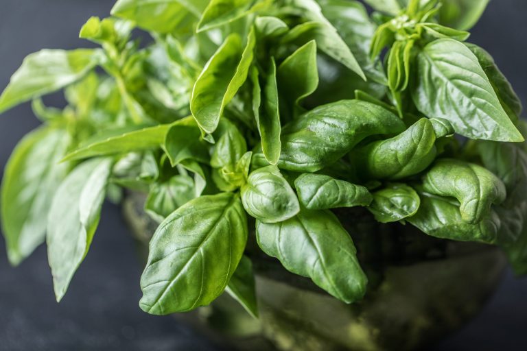 Spices and herbs: A wholesome taste enhance – Indianapolis Information | Indiana Climate | Indiana Visitors
