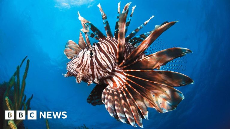 UN Ocean convention provides ‘glimmer of hope’ for marine life