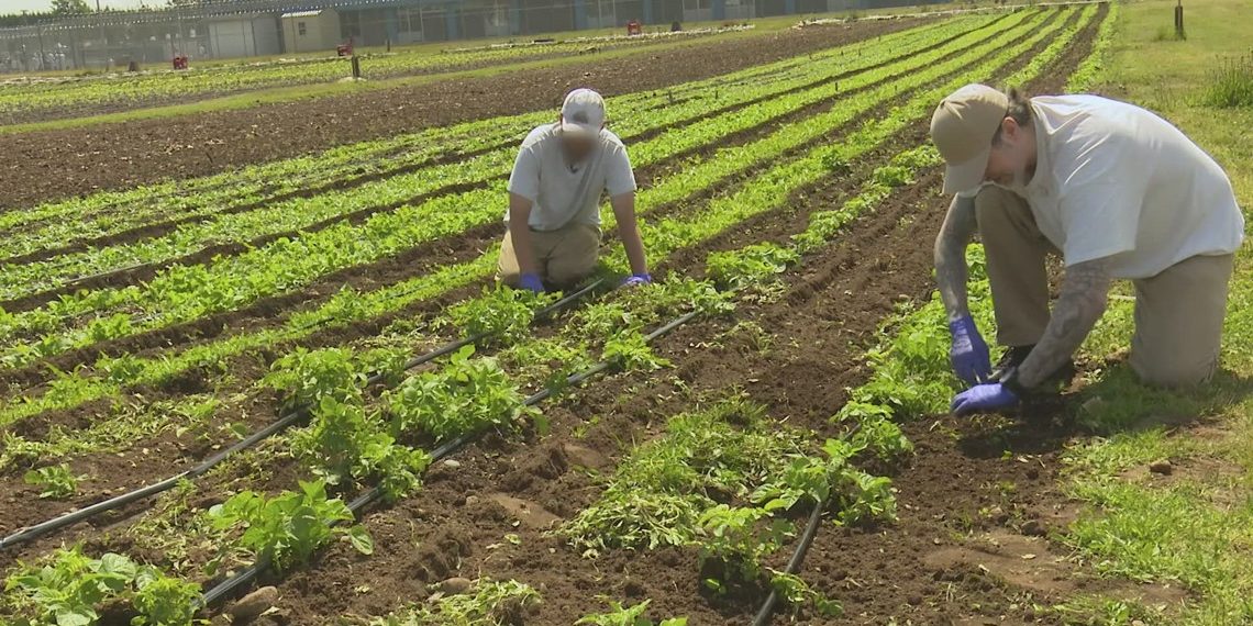 Washington jail gardens develop donations for meals banks