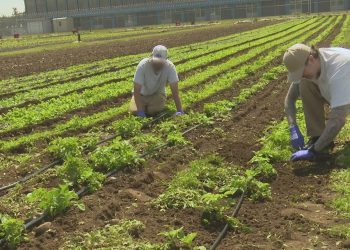 Washington jail gardens develop donations for meals banks