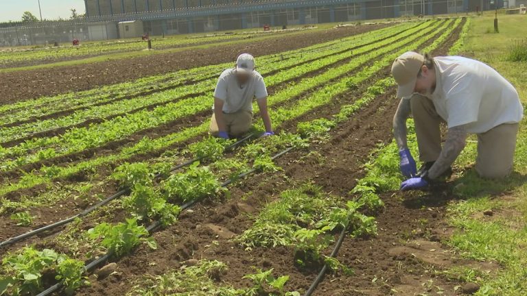 Washington jail gardens develop donations for meals banks
