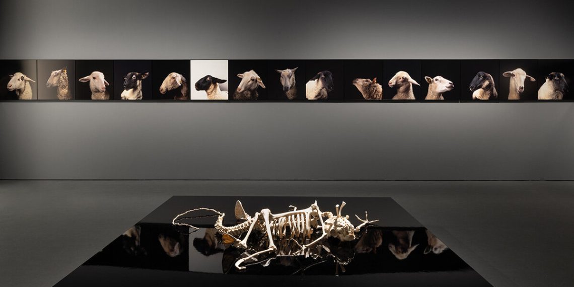 Katerina Gregos about Emst’s cleansing “Why take a look at animals?” present