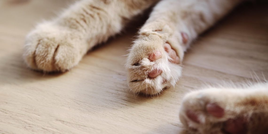 Kittens born in South Jersey might have been uncovered to rabies, well being officers warn