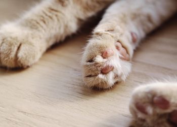 Kittens born in South Jersey might have been uncovered to rabies, well being officers warn