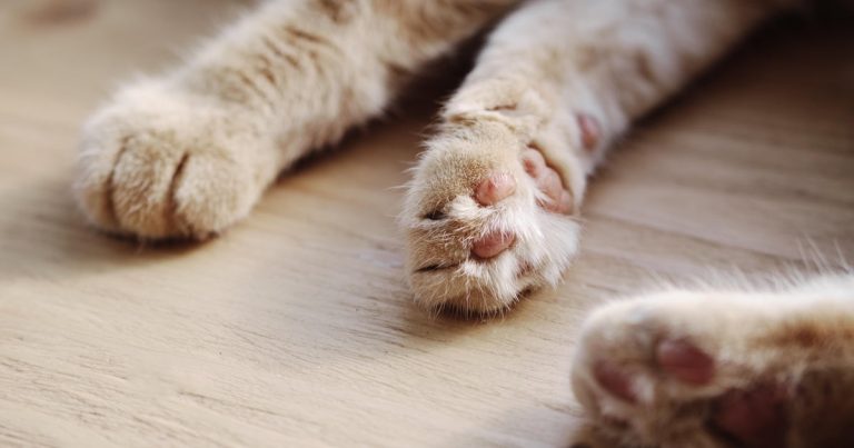 Kittens born in South Jersey might have been uncovered to rabies, well being officers warn